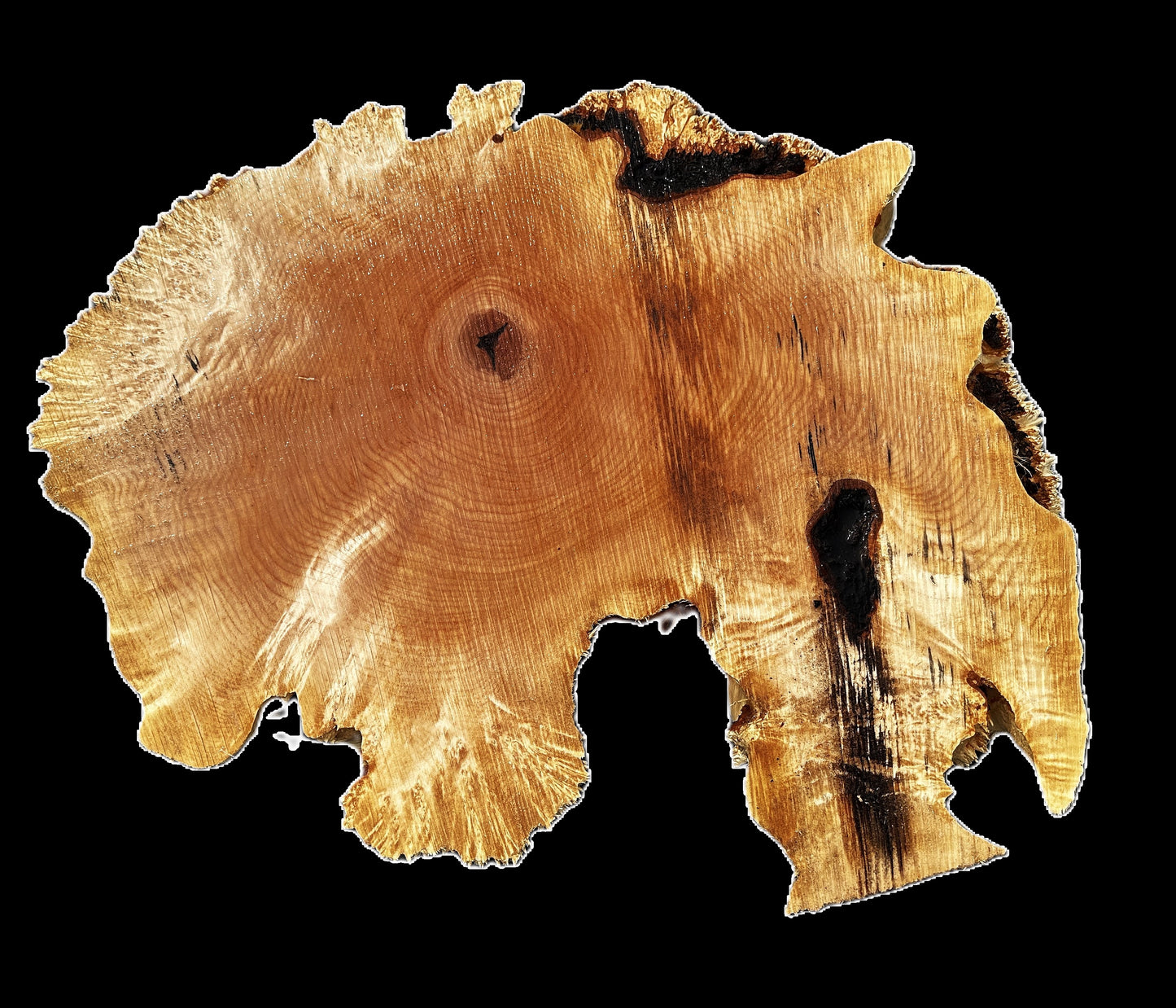 Maple Burl Cookie  | Live Edge | River Table | DIY | MA25-2665