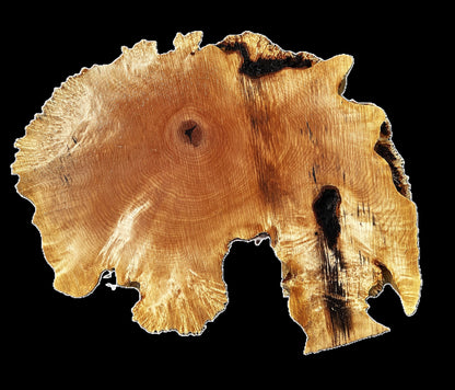 Maple Burl Cookie  | Live Edge | River Table | DIY | MA25-2665