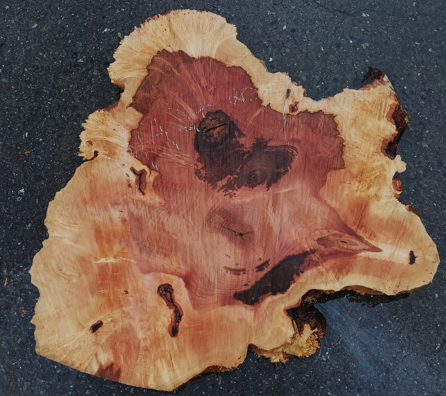 Maple Burl Slab | Craft Wood | DIY | Cookie Cut | Ma24-2074