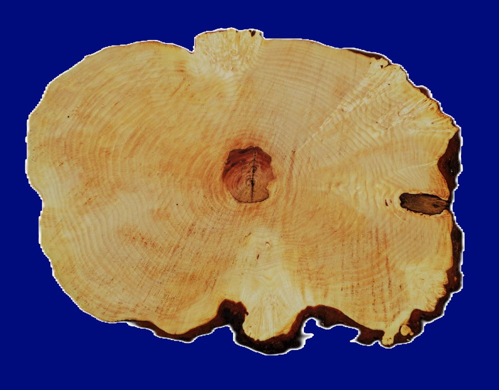 Maple Burl Slab | DIY | River Table | Craft-wood | ma26-3775