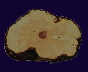 Maple Burl Slab | DIY | River Table | Craft-wood | ma26-3776