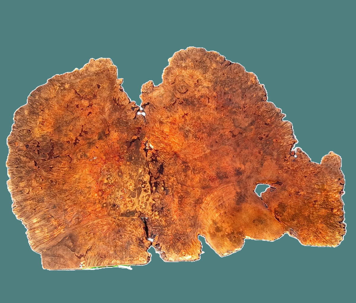 Maple Burl Slab | DIY | Table | Craft-wood | MA26-3945