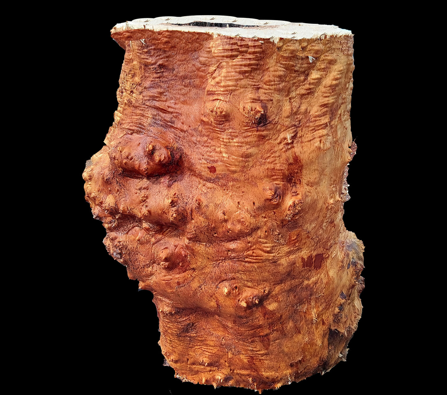 Maple Burl | Table Base | DIY Crafts | Rustic Design | mabase24-1305