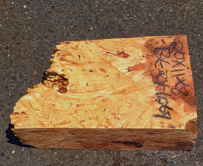 Maple Burl Block | Craft wood | Maple Burl | DIY Craft Wood | MA24-1069