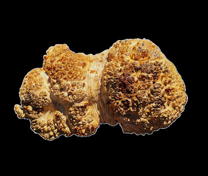 Maple Cap | Craft wood | Maple Burl | DIY Craft Wood | macap25-3276