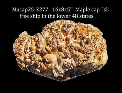 Maple Cap | Craft wood | Maple Burl | DIY Craft Wood | macap25-3277