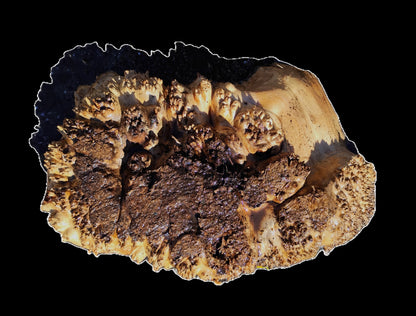 Maple Cap | Maple Burl | DIY | Craft Wood | MaCap25-3278