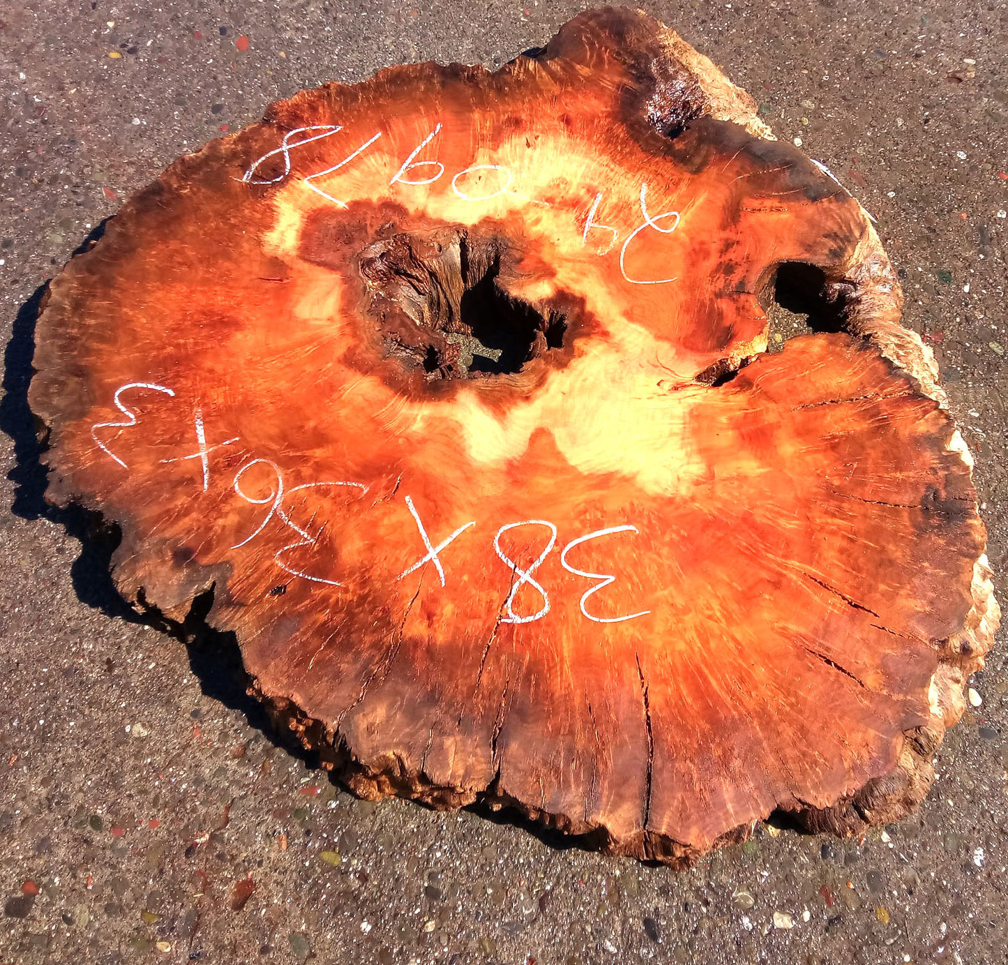 Oak Burl Slab | Cookie Cut | Craft Woods | DIY | River Table | Oak24-0978