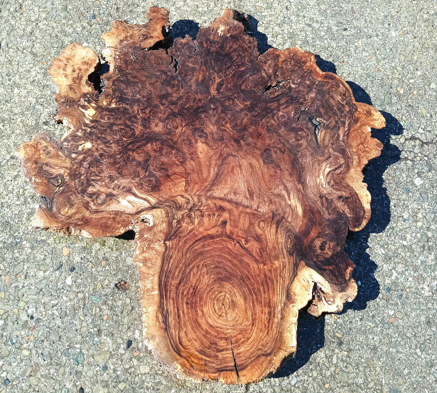 Oak Burl Slab | Craft Woods | DIY | Table | Oak24-1791