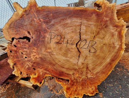 Mappa Poplar Slab | Live Edge | Cookie Cut | DIY | p24-1213