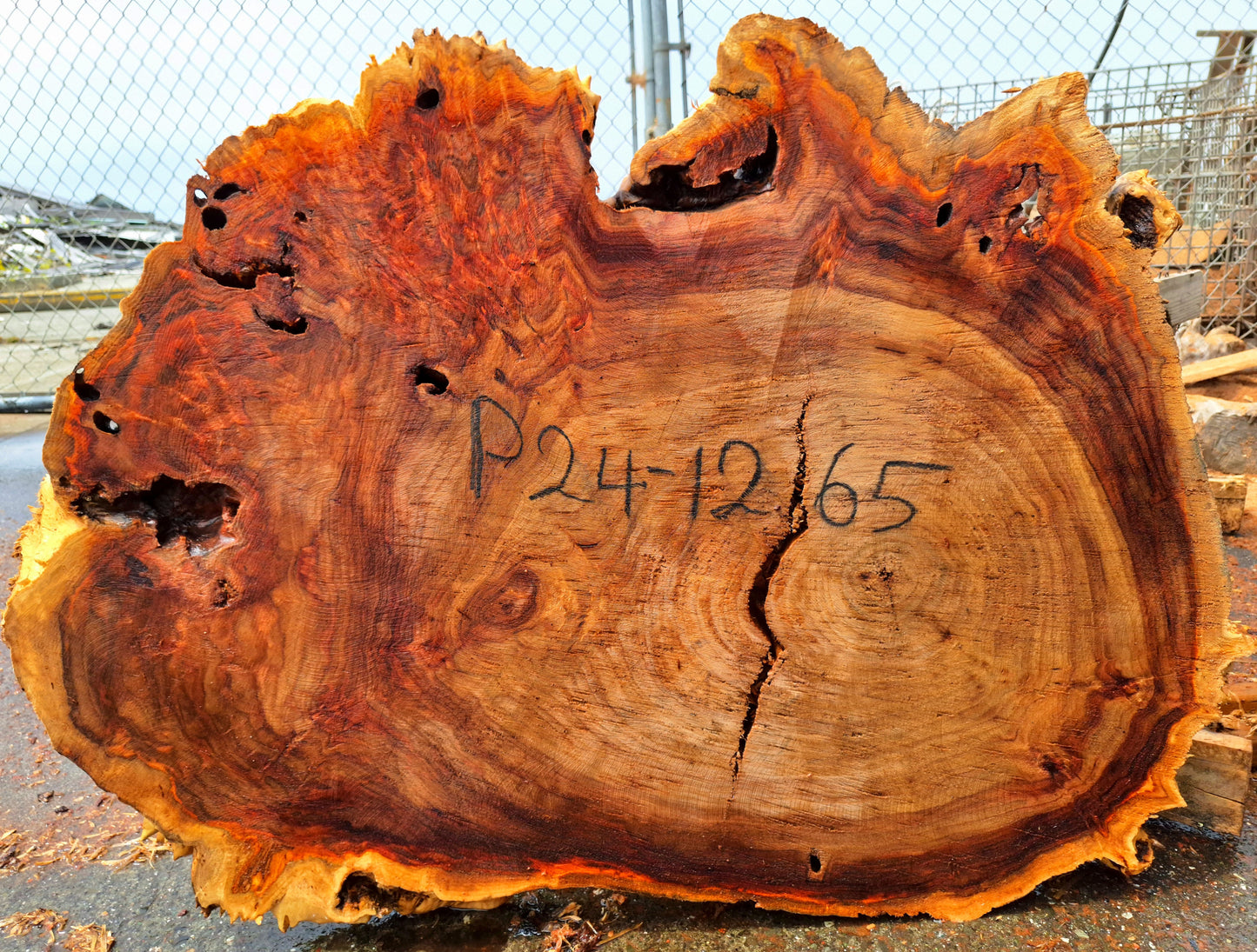 Mappa Poplar Slab | Live Edge | Cookie Cut | DIY | p24-1265