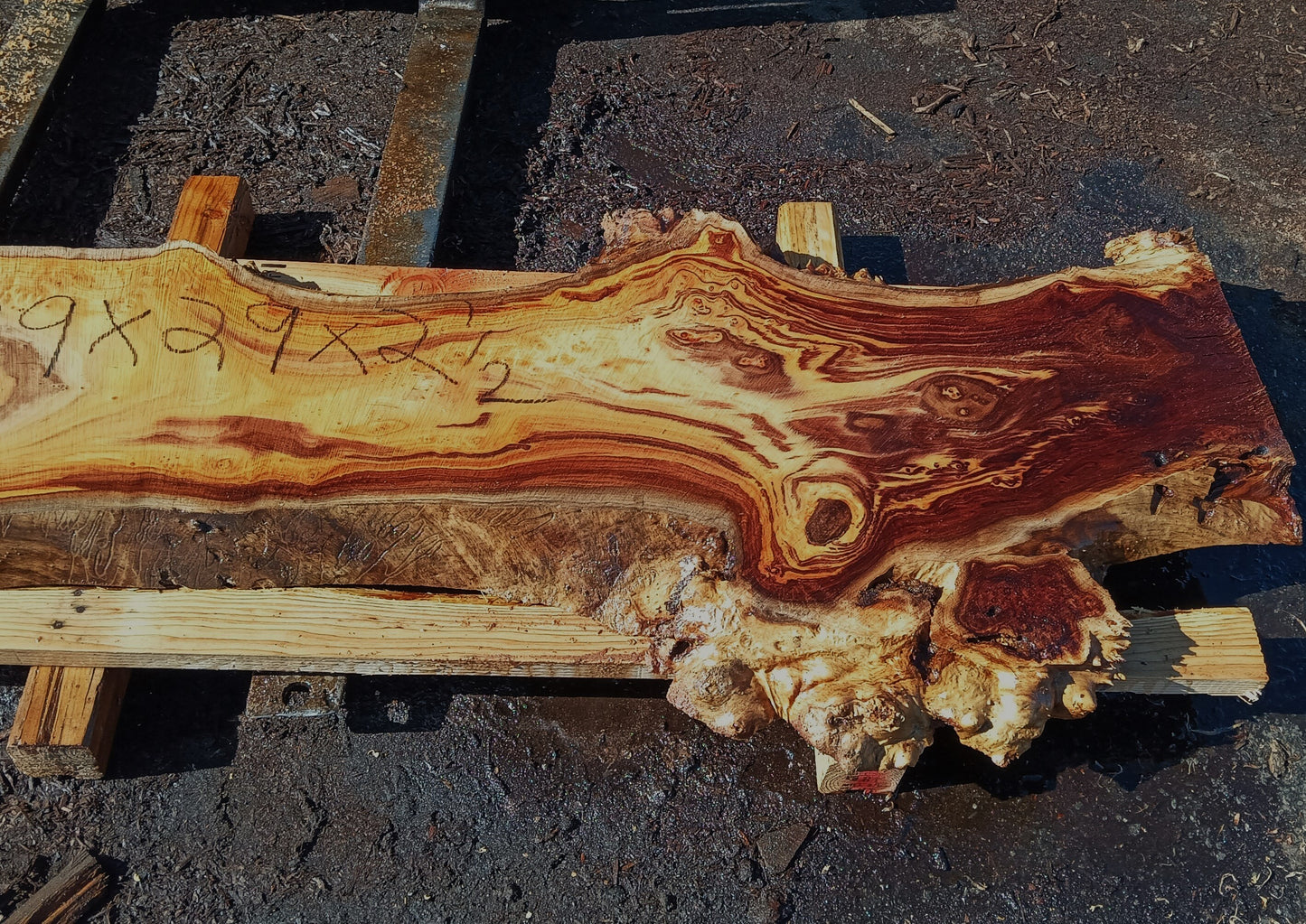 Poplar Burl Slab | Burl | Epoxy Idea | P24-1782