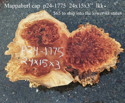 Mappa Burl Cap | Craft Wood | DIY | Burl Slab | P24-1775