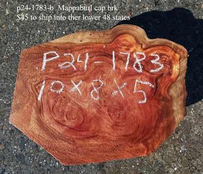 Mappa Burl Cap | Craft Wood | DIY | Burl Slab | P24-1783