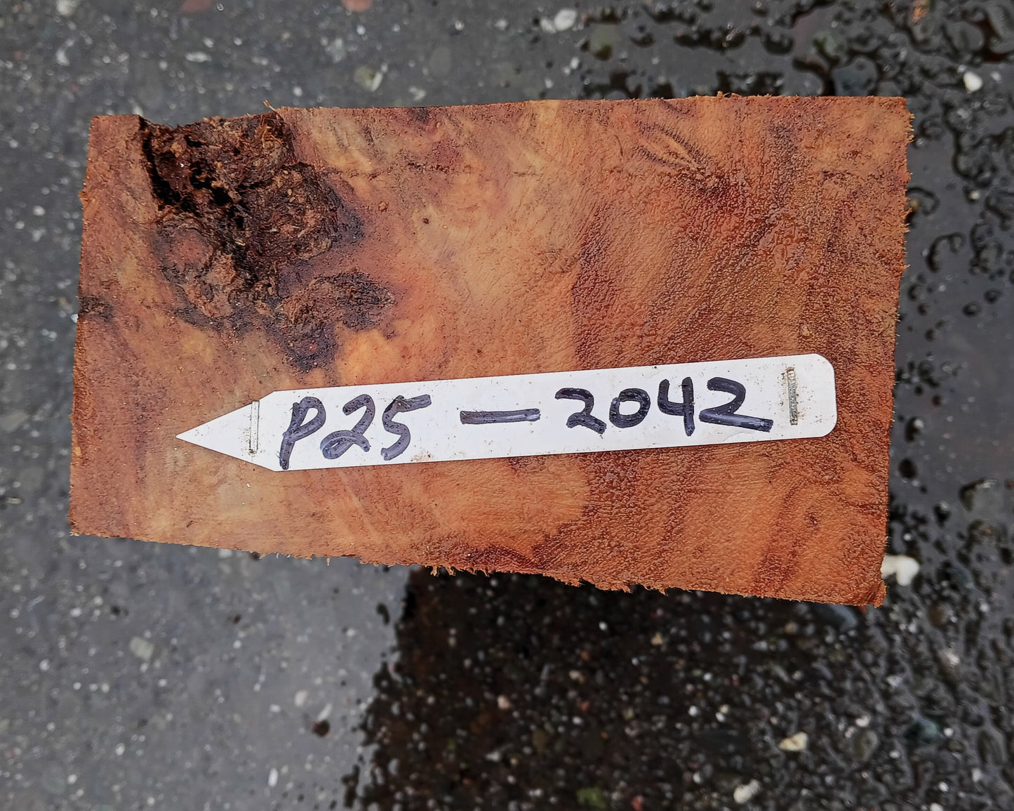 Poplar Burl Blank | Turning Block | DIY Crafts | P24-2042