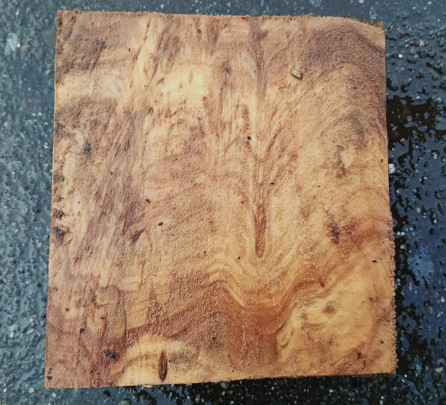 Poplar Burl Block | Turning Block | DIY Crafts | P25-2050