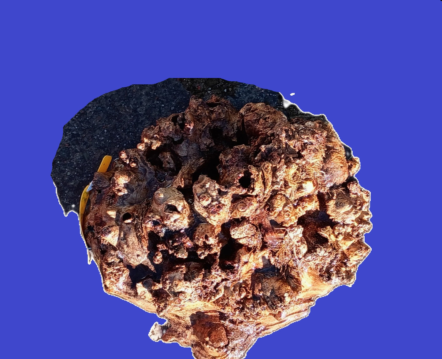 Mappa Burl Cap | Bowl Turning | Craft Wood | DIY | P25-3341