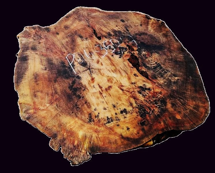 Poplar Burl Slab | DIY | Craft Wood |Table| P26-3534