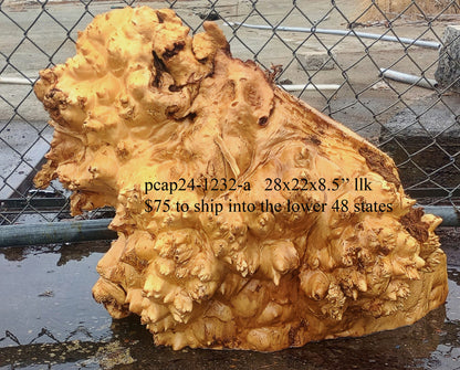 Mappa Burl | Poplar Cap | Wood Turning | DIY crafts | pcap24-1232