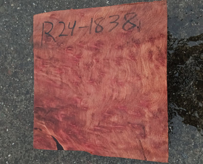 Redwood Burl | Turning block | Craft Wood | R24-1838