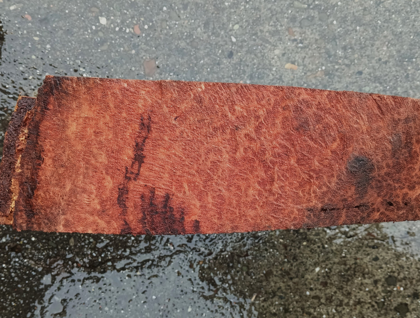 Redwood Burl | Turning Wood | Craft Wood | R24-1931