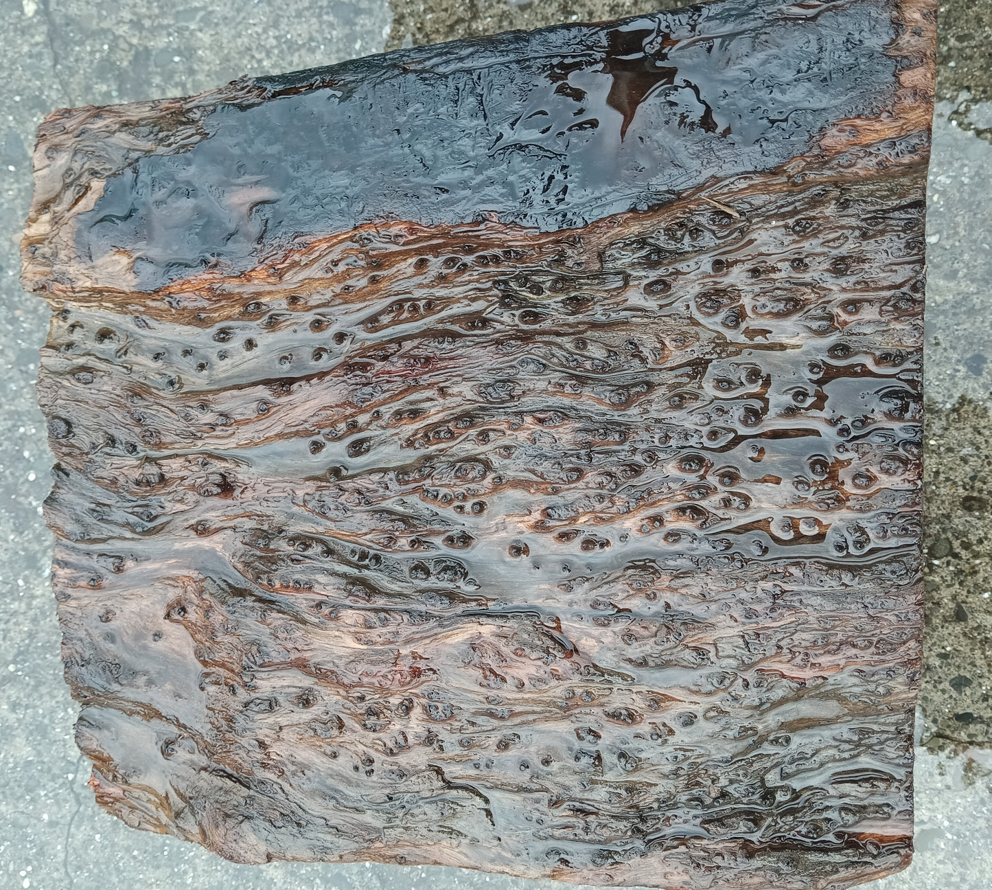 Redwood Lace Burl | Turning block | Craft Wood | R24-1934