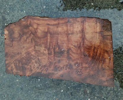 Redwood Lace Burl | Turning block | Craft Wood | R24-1934