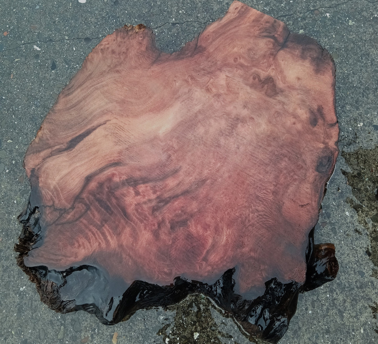 Redwood Burl Slab | Craft Wood | DIY | R24-1947