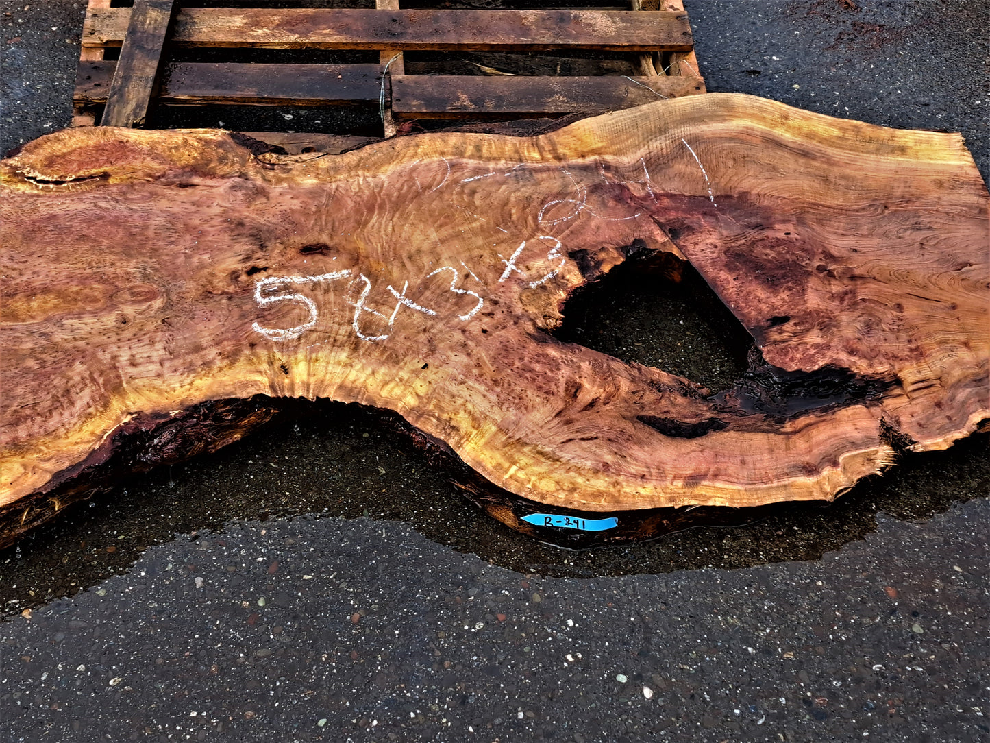 lace burl redwood l epoxy river table | live edge slab | burl table | r-241