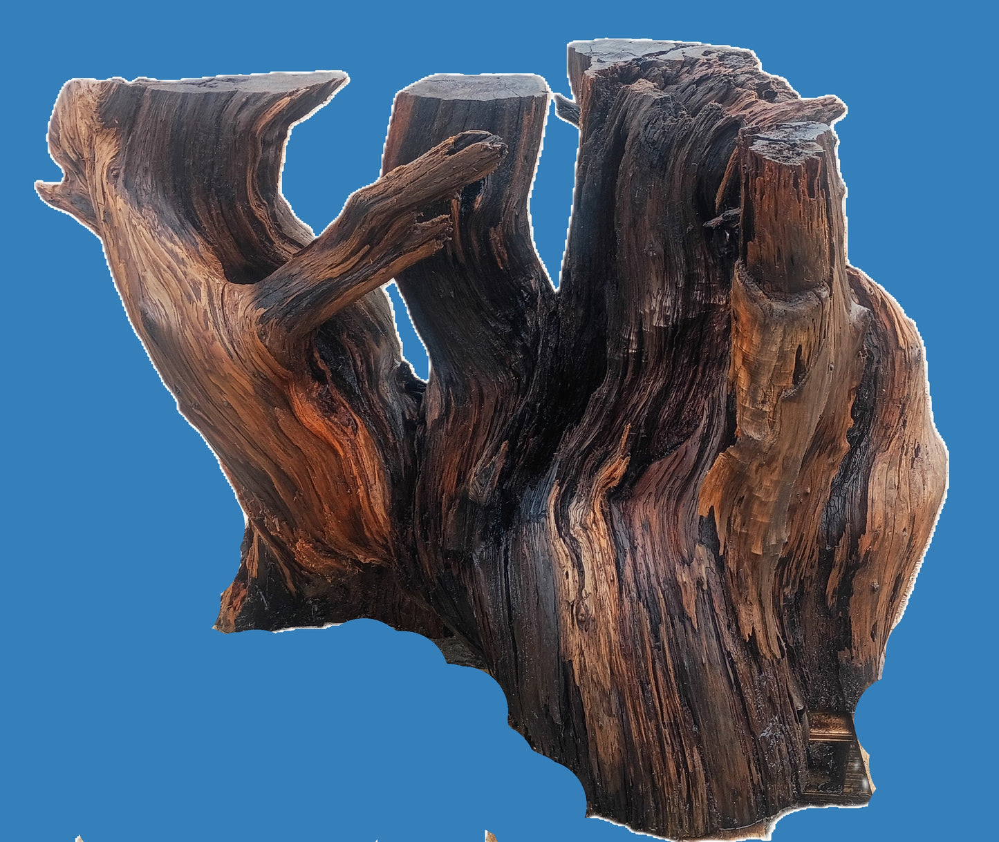 redwood base | root table base | live edge base |  rbase26-0001