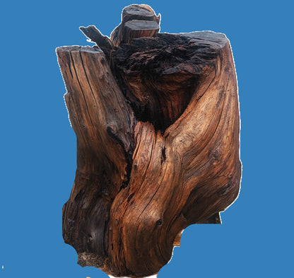 redwood base | root table base | live edge base |  rbase26-0001