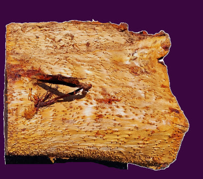 redwood lace Burl Block | Bowl Turning | O/G | DIY  | Craft-wood | rbl26-3501
