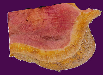 Redwood Lace Burl | bowl turning | DIY | Craft Wood | live edge | rbl26-3502