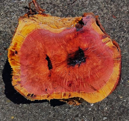 redwood lace Burl Block | Bowl Turning | O/G | DIY  | Craft-wood | rbl26-3501