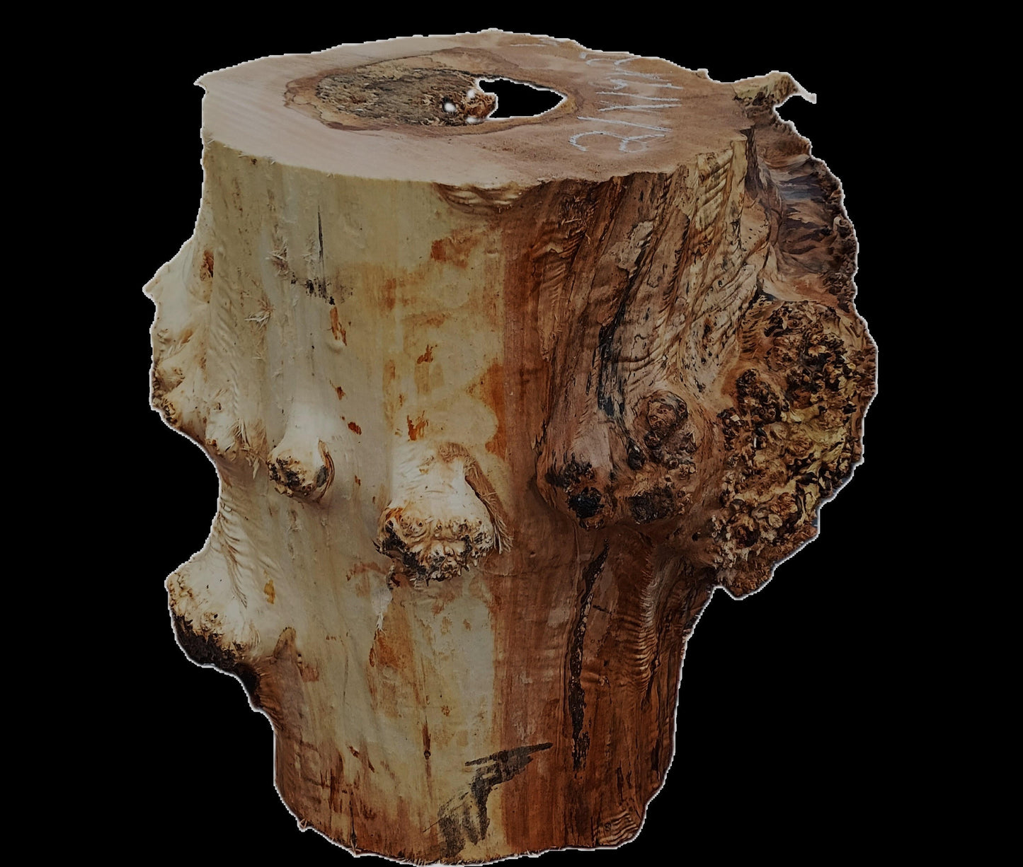 Maple Burl Base | Mount | Small Table Base | b25-3000