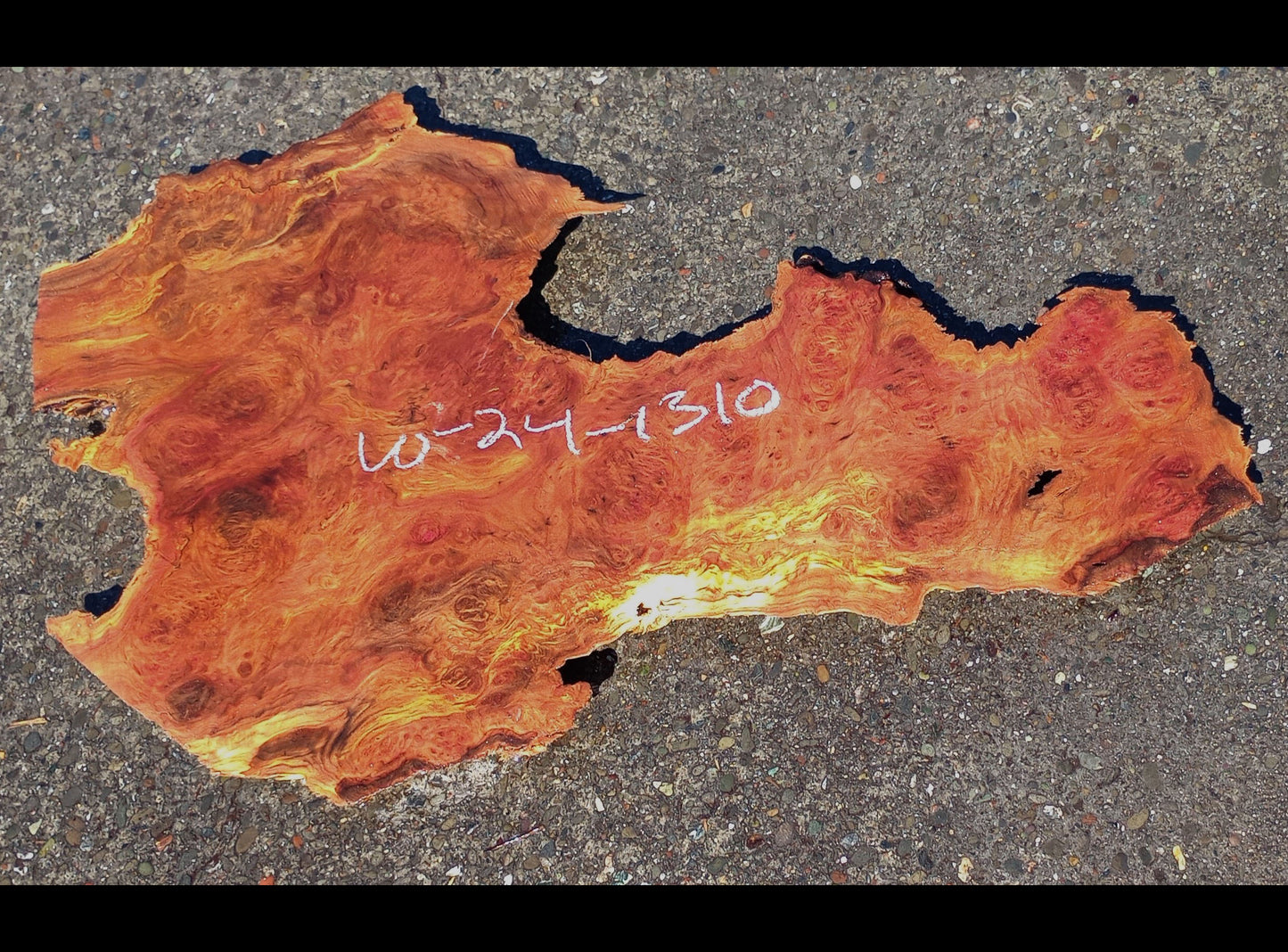 Willow Burl Slab | Burl | Table Slab | Epoxy Idea | W24-1310