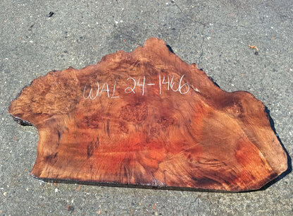 Walnut Slab |  DIY Crafts | Live Edge | Wal24-1466