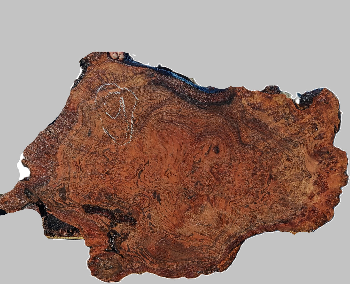 Black Walnut Slab | DIY | Live Edge | River Table | Wal26-0009