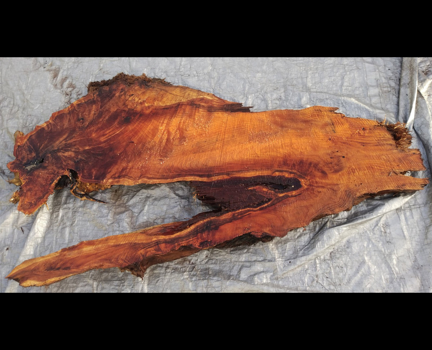 Live edge redwood | burl slab | river table | DIY craft wood | 21-0283-BS
