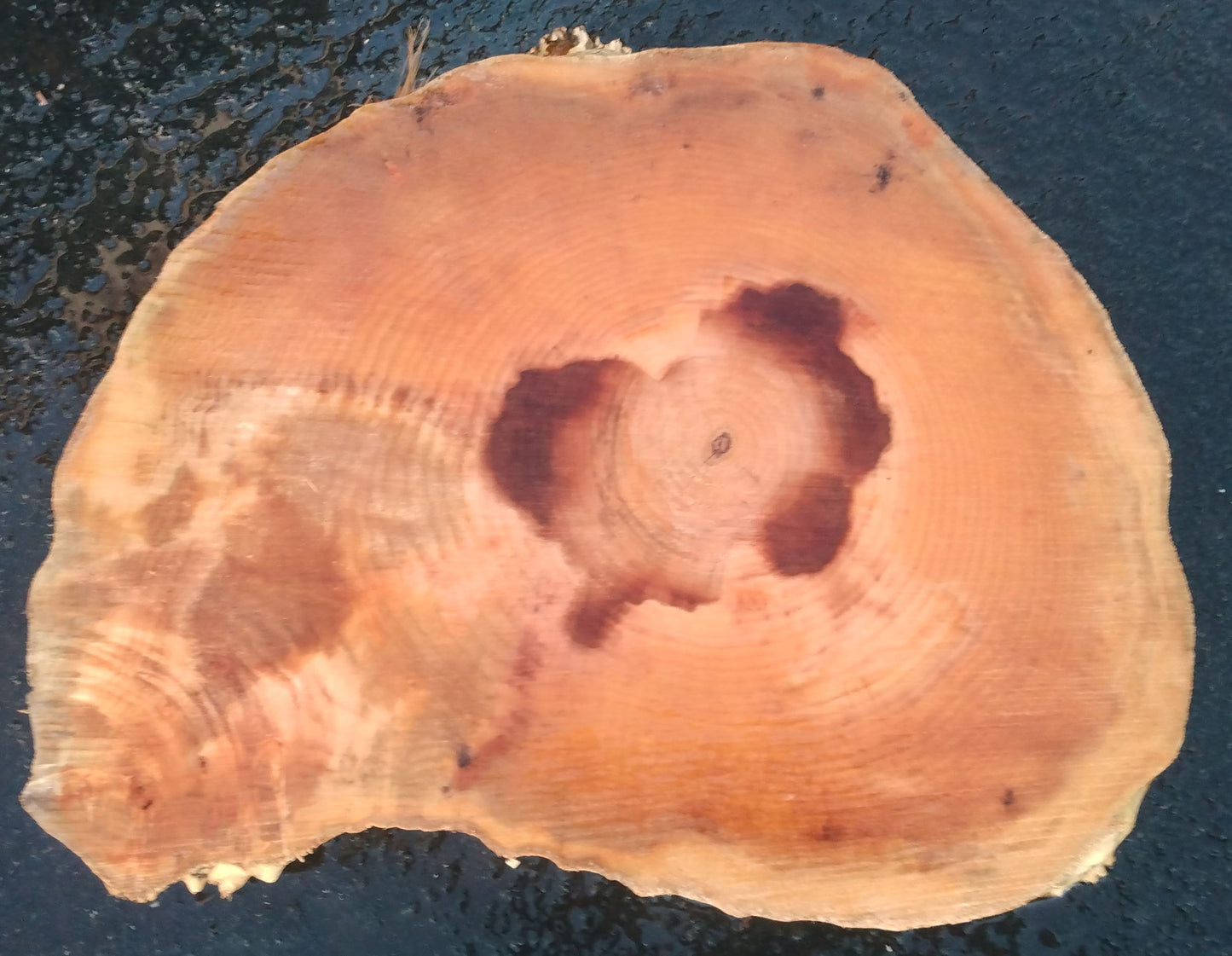 Maple slab | live edge | Cookie cut | DIY craft wood | 21-0356-BS