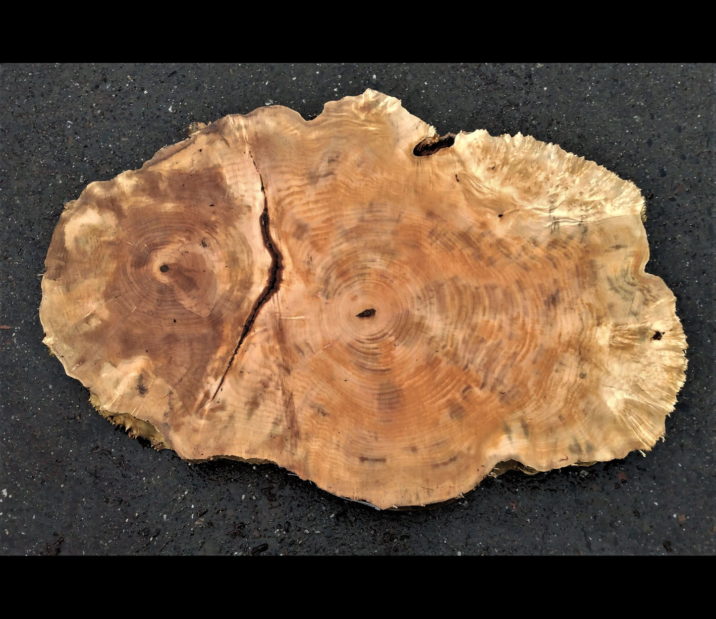 Maple burl slab | live edge | DIY craft wood | cookie cut | 21-0599-BS