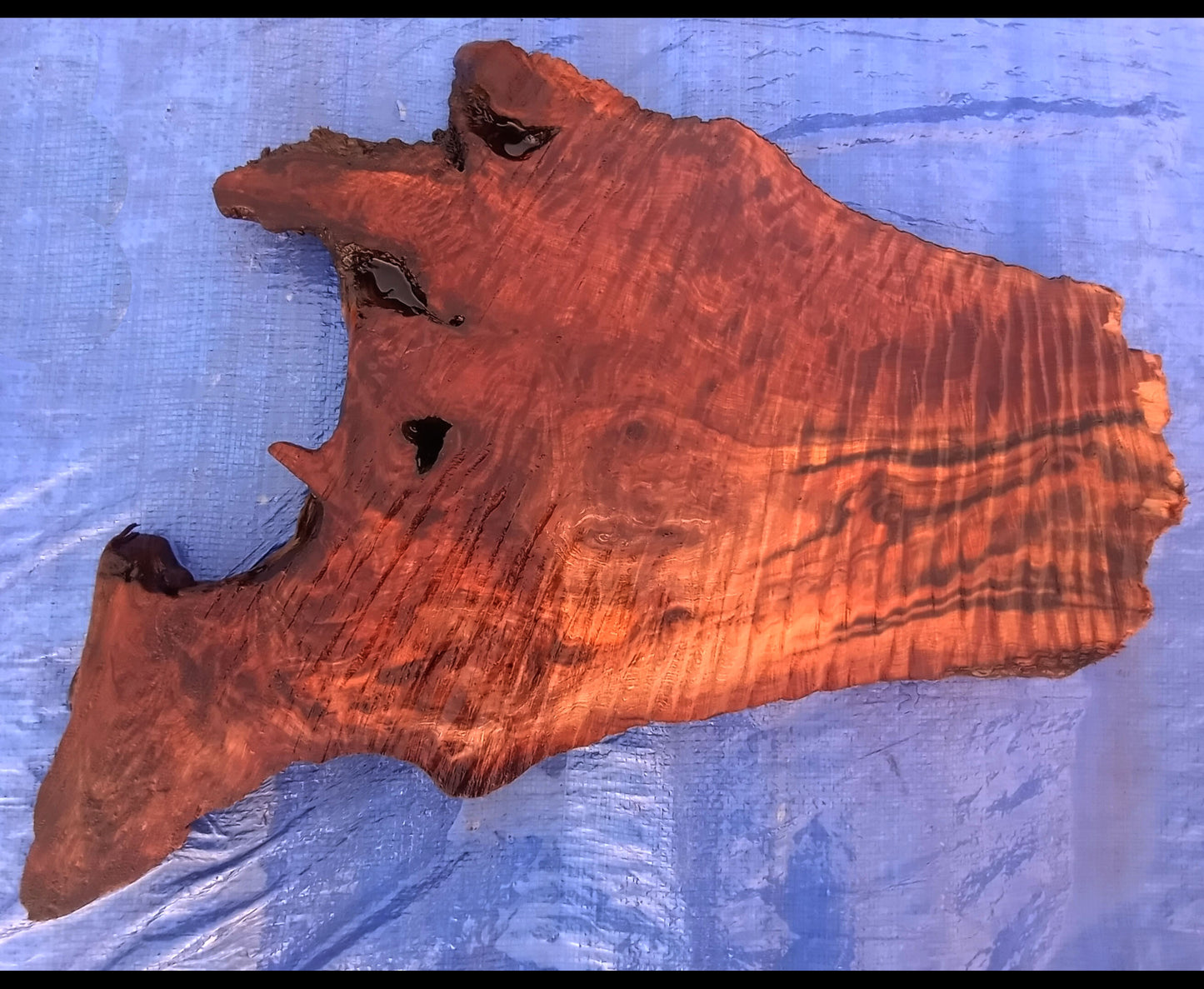 old growth | redwood burl | DIY craft wood | river table | 22-0340-BS