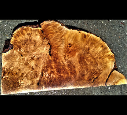 Maple burl slab | wood turning | DIY crafts | bowl turning | 22-458