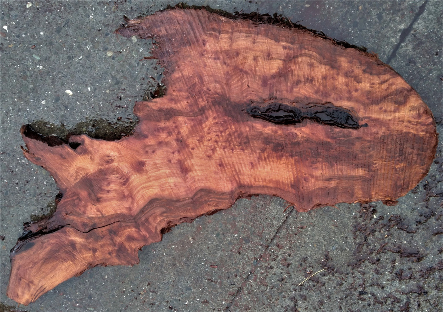 Live edge slab | redwood burl | DIY crafts | river table | 22-570