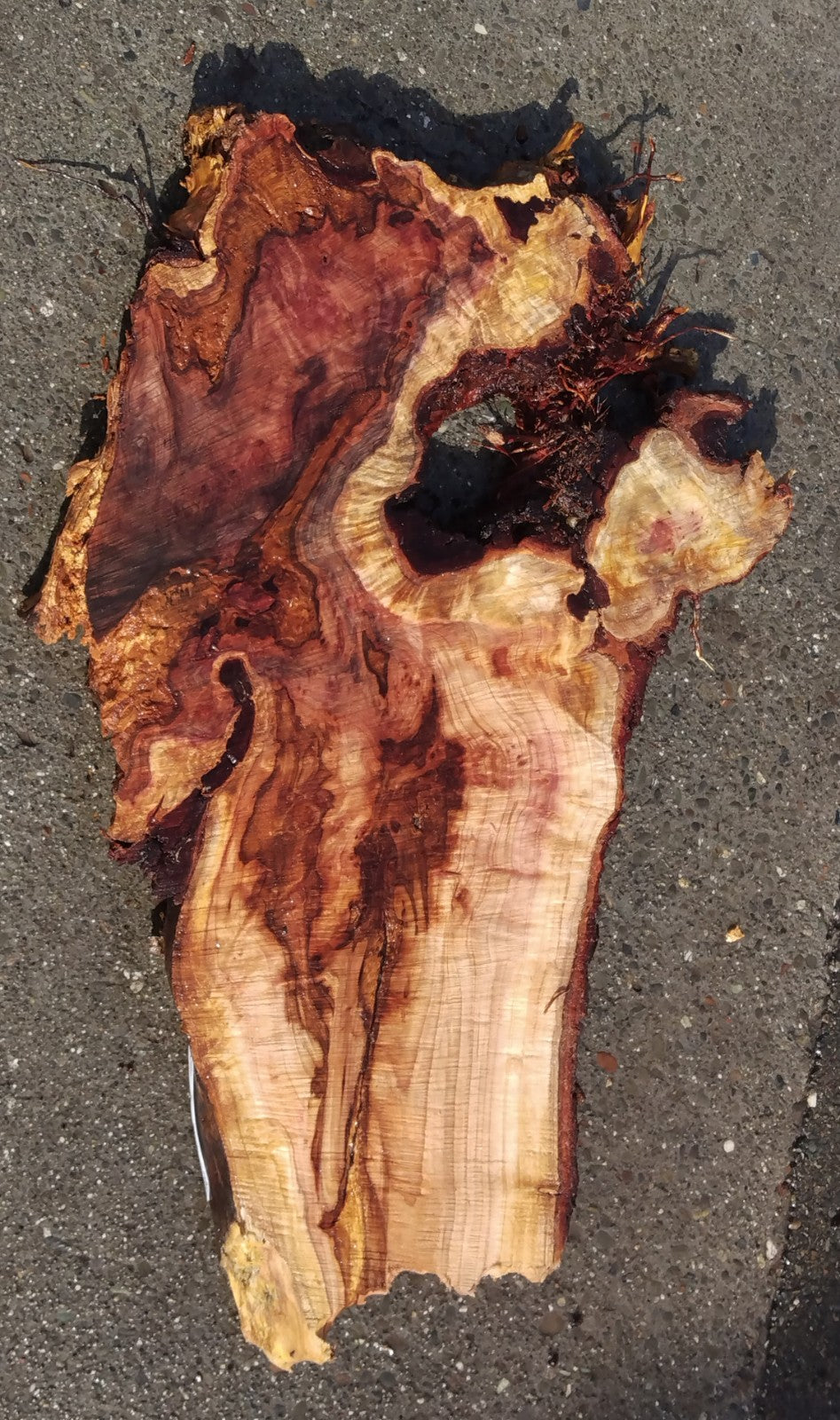 Redwood burl | live edge slab | DIY craft wood | river table | 21-0629-BS