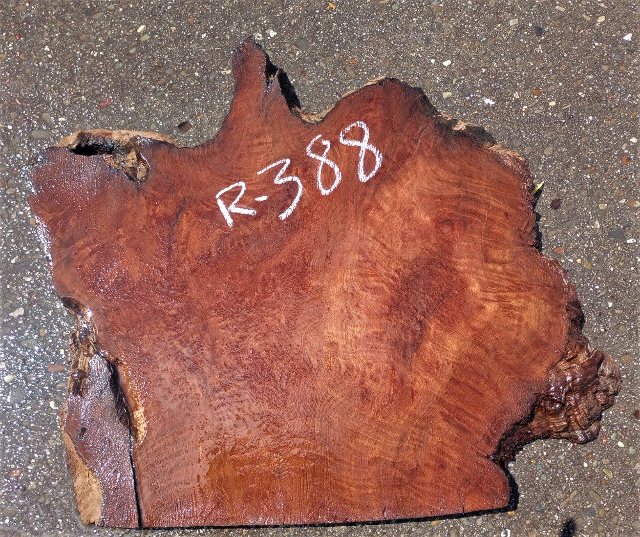Redwood burl curl | live edge slab | burl table | DIY wood craft | r388