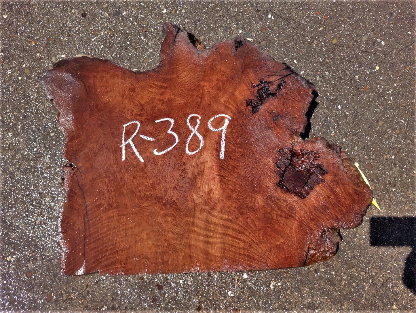 Redwood burl curl | live edge slab | burl table | DIY wood craft | r389
