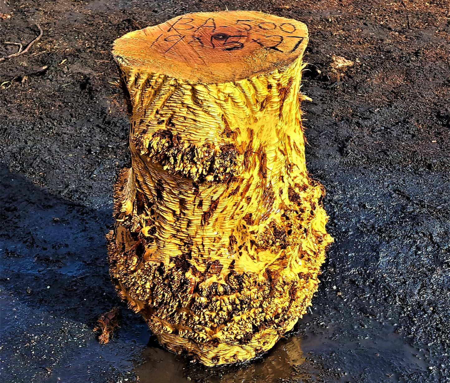Maple burl base | Pedestal | trophy mount | DIY craft ideas | BA500