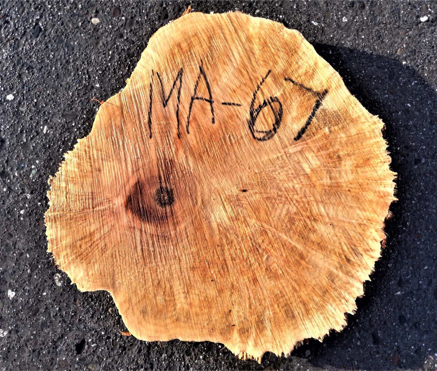 Maple burl slab | cookie cut | live edge wood | DIY wood crafts | MA-67