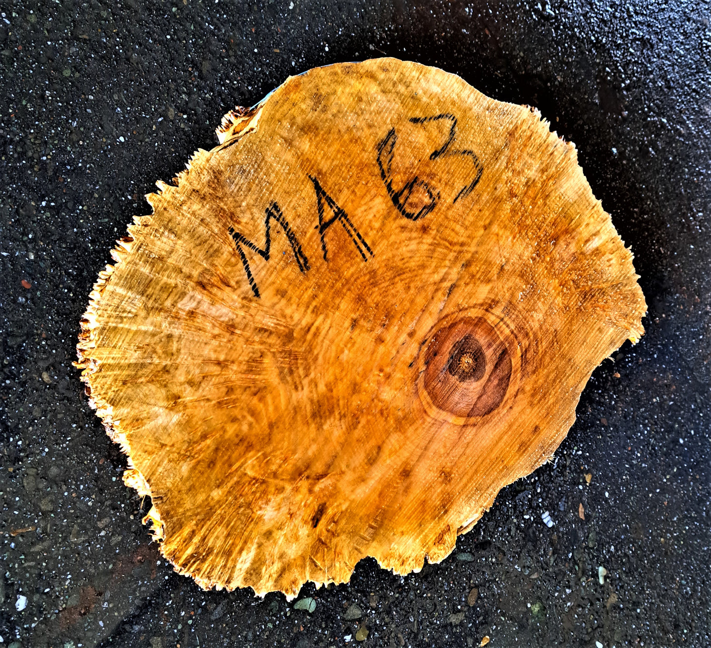 Maple burl slab | cookie cut | live edge wood | DIY wood crafts | MA-63